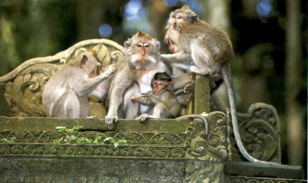 The Bali Monkey